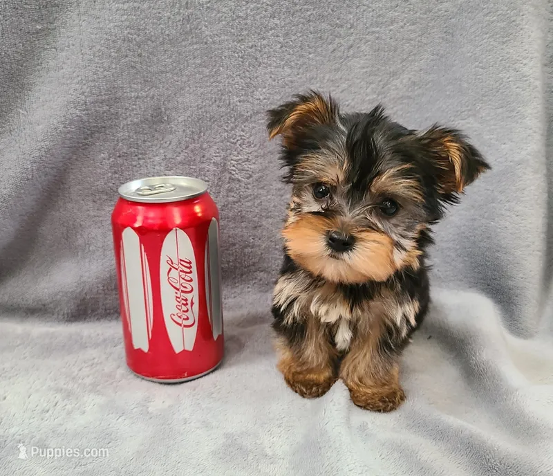 Bagel – Yorkshire Terrier puppy for sale in Carnesville, GA
