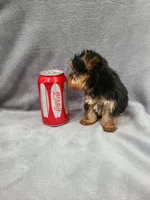 Bagel, a female Yorkshire Terrier for sale in Carnesville, GA – Photo 2 of 4