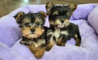 Bagel, a female Yorkshire Terrier for sale in Carnesville, GA – Photo 4 of 4