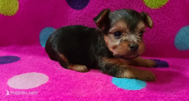 Copper – Yorkshire Terrier puppy for sale in Carnesville, GA