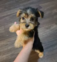 Lucy, a female Yorkshire Terrier for sale in Carnesville, GA – 2 of 2