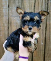 Bailey, a female Yorkshire Terrier for sale in Carnesville, GA – 1 of 2