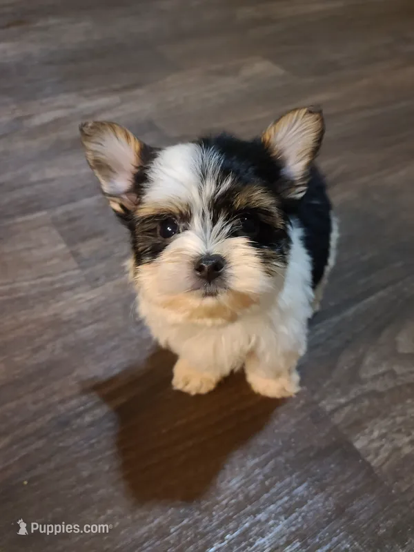 Kodi – Yorkshire Terrier puppy for sale in Carnesville, GA