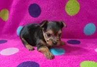 Copper, a male Yorkshire Terrier for sale in Carnesville, GA – 2 of 3