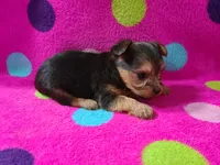 Copper, a male Yorkshire Terrier for sale in Carnesville, GA – 3 of 3