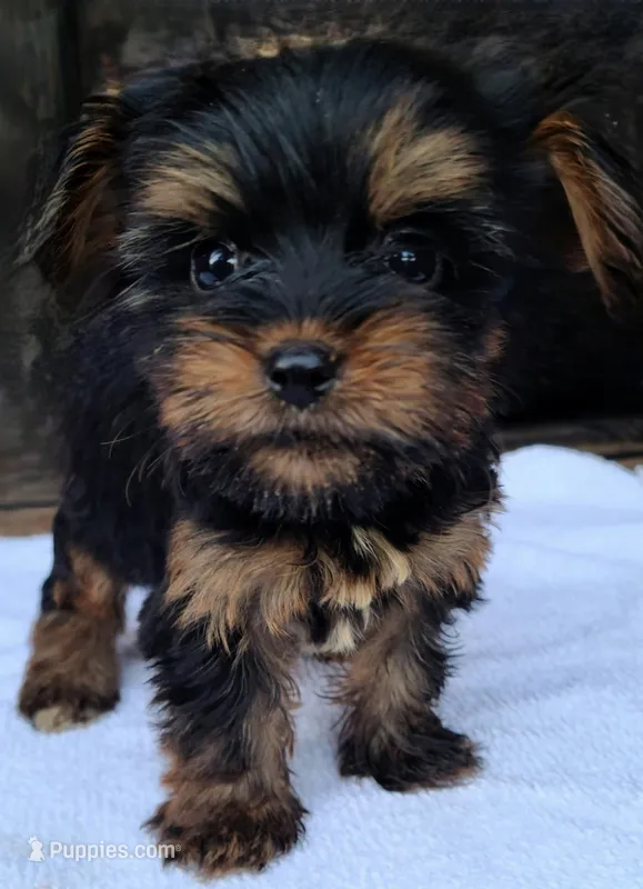 Rex – Yorkshire Terrier puppy for sale in Carnesville, GA