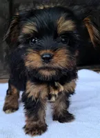 Rex, a male Yorkshire Terrier for sale in Carnesville, GA – 1 of 2