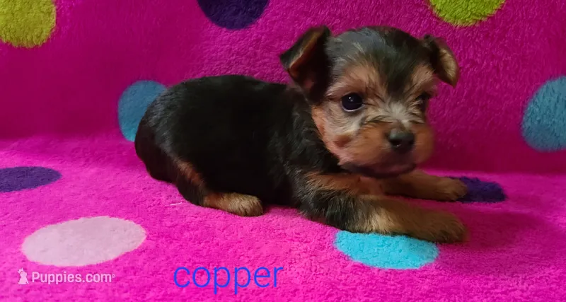 Copper – Yorkshire Terrier puppy for sale in Carnesville, GA