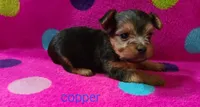 Copper, a male Yorkshire Terrier for sale in Carnesville, GA – 1 of 2