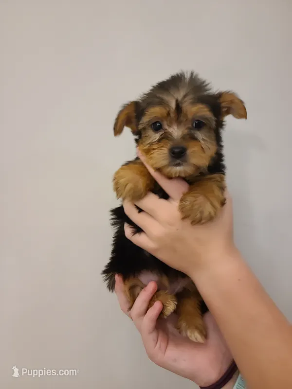 Lacey  – Yorkshire Terrier puppy for sale in Carnesville, GA
