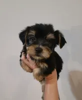 Devin, a male Yorkshire Terrier for sale in Carnesville, GA – 1 of 1