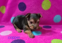 Copper, a male Yorkshire Terrier for sale in Carnesville, GA – 2 of 2