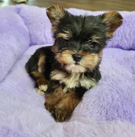 Peanut , a male Yorkshire Terrier for sale in Carnesville, GA – Photo 2 of 3