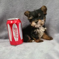 Peanut , a male Yorkshire Terrier for sale in Carnesville, GA – Photo 1 of 3