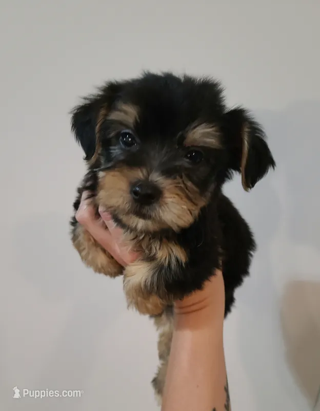 Devin – Yorkshire Terrier puppy for sale in Carnesville, GA
