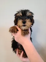 Rex, a male Yorkshire Terrier for sale in Carnesville, GA – 1 of 1