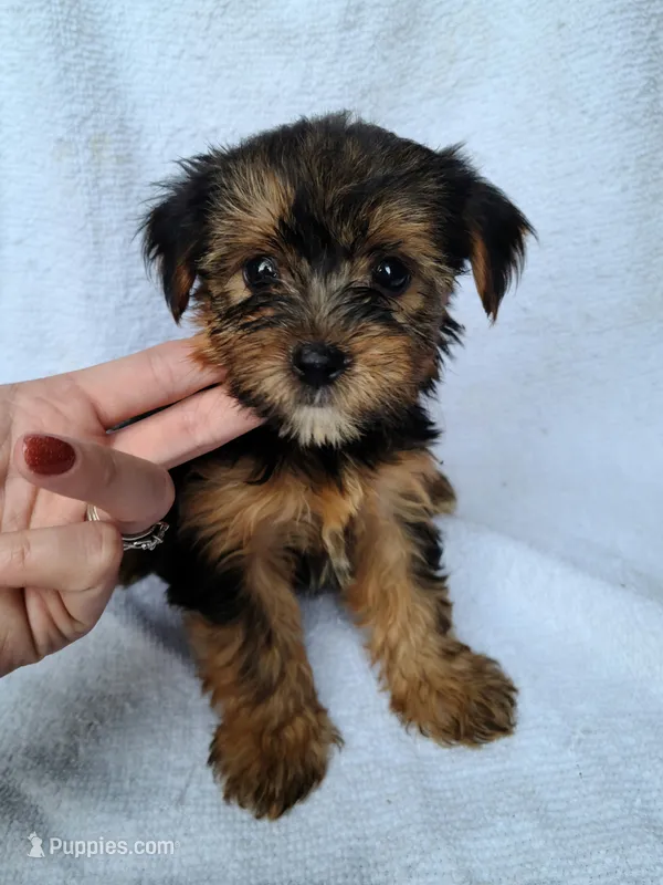 Teddy – Yorkshire Terrier puppy for sale in Carnesville, GA