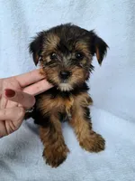 Teddy, a male Yorkshire Terrier for sale in Carnesville, GA – 1 of 1