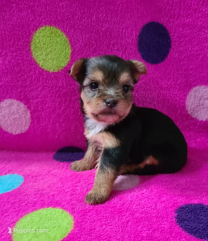 Lacey  – Yorkshire Terrier puppy for sale in Carnesville, GA