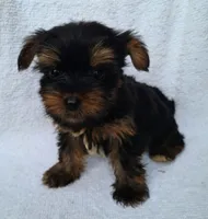 Rex, a male Yorkshire Terrier for sale in Carnesville, GA – 2 of 2
