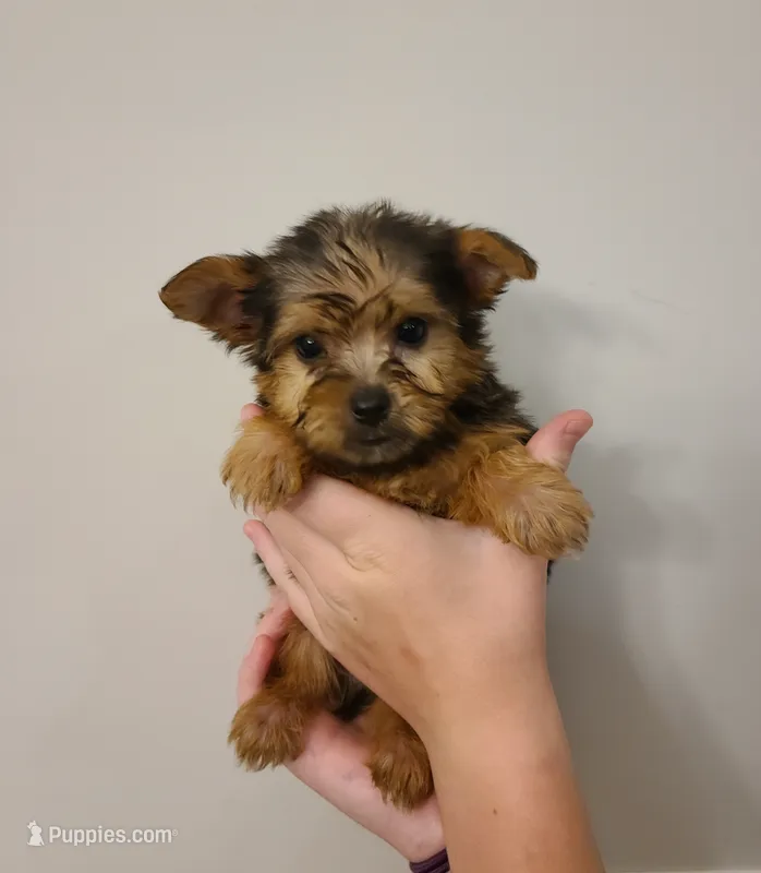 Copper – Yorkshire Terrier puppy for sale in Carnesville, GA