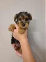Lucy, a female Yorkshire Terrier for sale in Carnesville, GA – 1 of 2