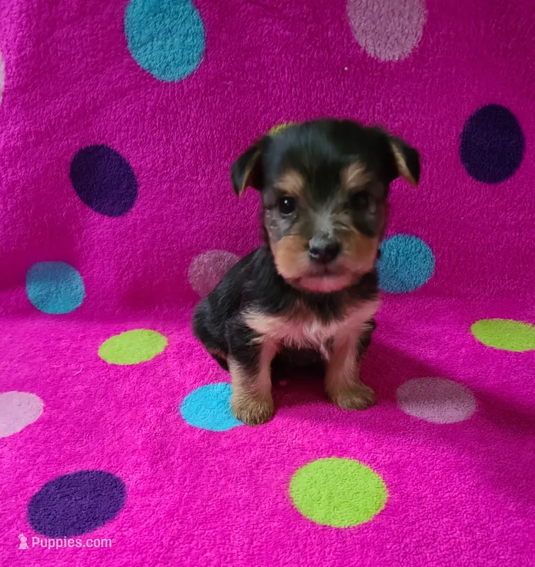 Lucy – Yorkshire Terrier puppy for sale in Carnesville, GA