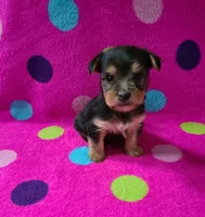 Lucy, a female Yorkshire Terrier for sale in Carnesville, GA – 1 of 2