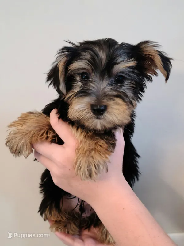 Devin – Yorkshire Terrier puppy for sale in Carnesville, GA