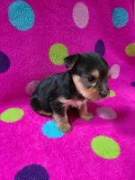 Lucy, a female Yorkshire Terrier for sale in Carnesville, GA – 2 of 2