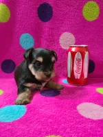 Devin, a male Yorkshire Terrier for sale in Carnesville, GA – 2 of 2