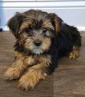 Nala, a female Yorkshire Terrier for sale in Carnesville, GA – 1 of 1