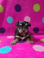 Devin, a male Yorkshire Terrier for sale in Carnesville, GA – 2 of 2