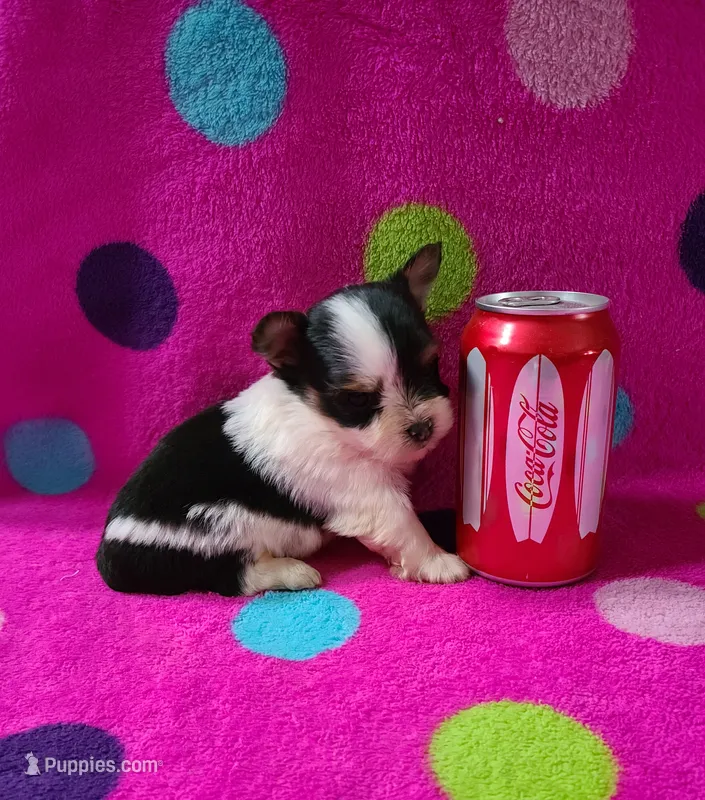 Kodi – Yorkshire Terrier puppy for sale in Carnesville, GA