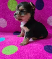 Lacey , a female Yorkshire Terrier for sale in Carnesville, GA – 2 of 3