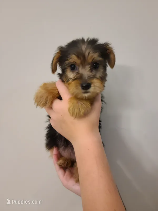 Lucy – Yorkshire Terrier puppy for sale in Carnesville, GA
