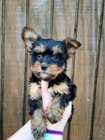 Bailey, a female Yorkshire Terrier for sale in Carnesville, GA – 2 of 2