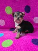 Lacey , a female Yorkshire Terrier for sale in Carnesville, GA – 3 of 3