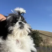 Panda Bear, a male Pekingese and Shih Tzu for sale in Pasco, WA – Photo 4 of 6