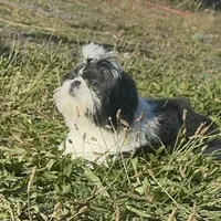 Panda Bear, a male Pekingese and Shih Tzu for sale in Pasco, WA – Photo 3 of 6
