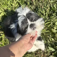 Panda Bear, a male Pekingese and Shih Tzu for sale in Pasco, WA – Photo 5 of 6