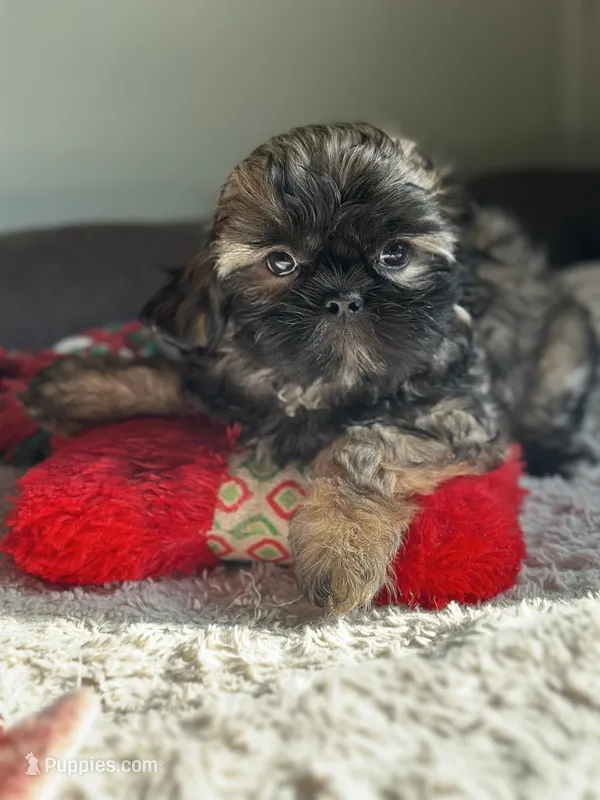 Princess  – Shih Tzu puppy for sale in Pasco, WA