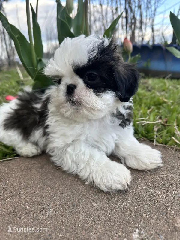 Baby, a male Pekingese and Shih Tzu for sale in Pasco, WA – Photo 1 of 1
