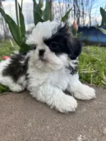 Baby, a male Pekingese and Shih Tzu for sale in Pasco, WA – 1 of 1