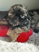 Princess , a female Shih Tzu for sale in Pasco, WA – 3 of 3