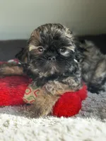 Princess , a female Shih Tzu for sale in Pasco, WA – 2 of 3