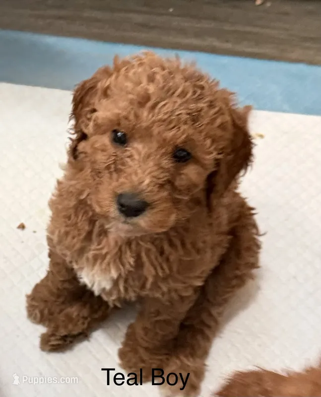 Blue Boy – Goldendoodle puppy for sale in Spokane, WA