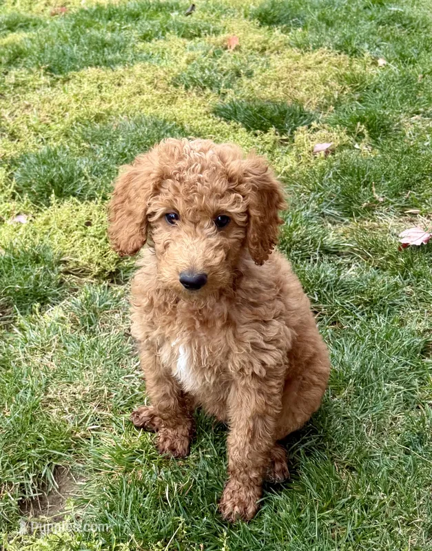 Blue Boy – Goldendoodle puppy for sale in Spokane, WA
