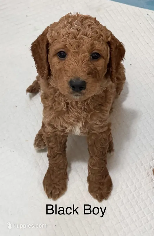 Black Boy – Goldendoodle puppy for sale in Spokane, WA