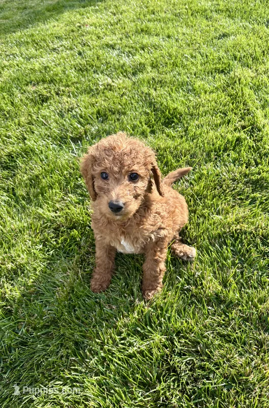 Blue Boy – Goldendoodle puppy for sale in Spokane, WA